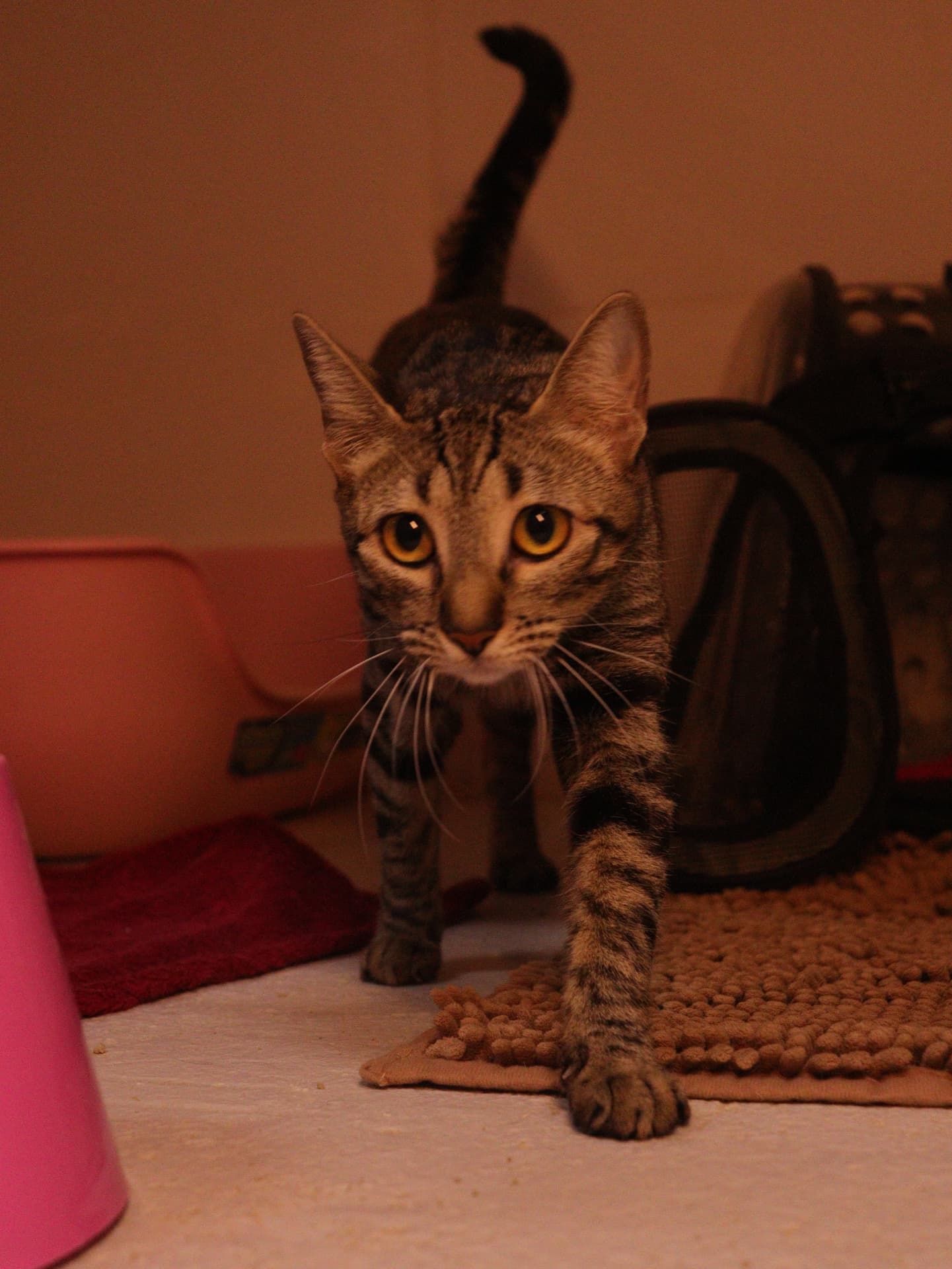 Gato rajado caminhando pela área de brincadeiras