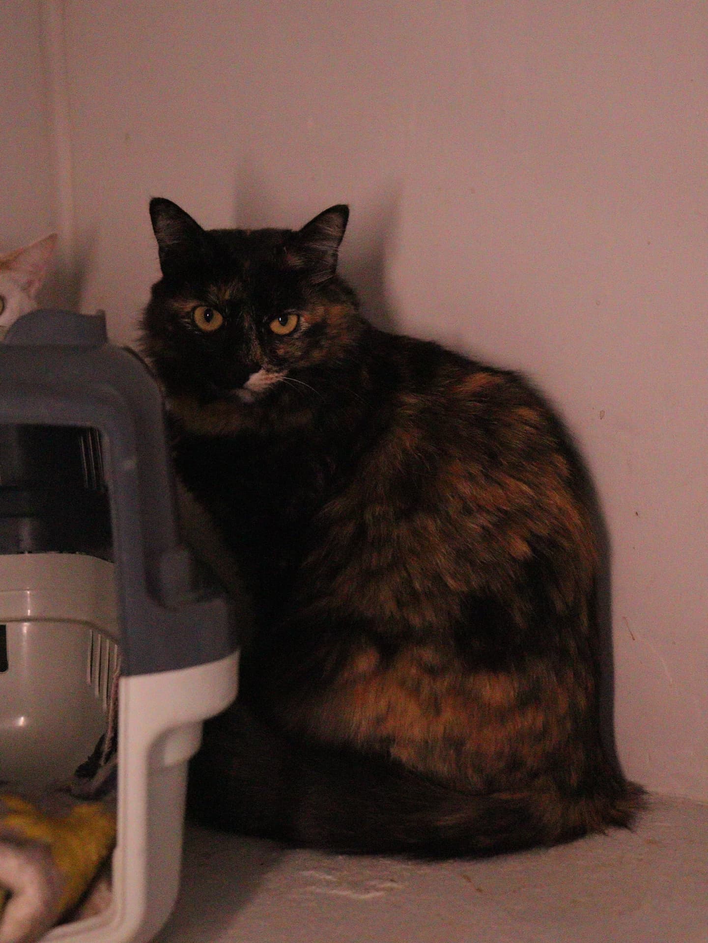 Gata tricolor de pelo escuro acomodada no cantinho