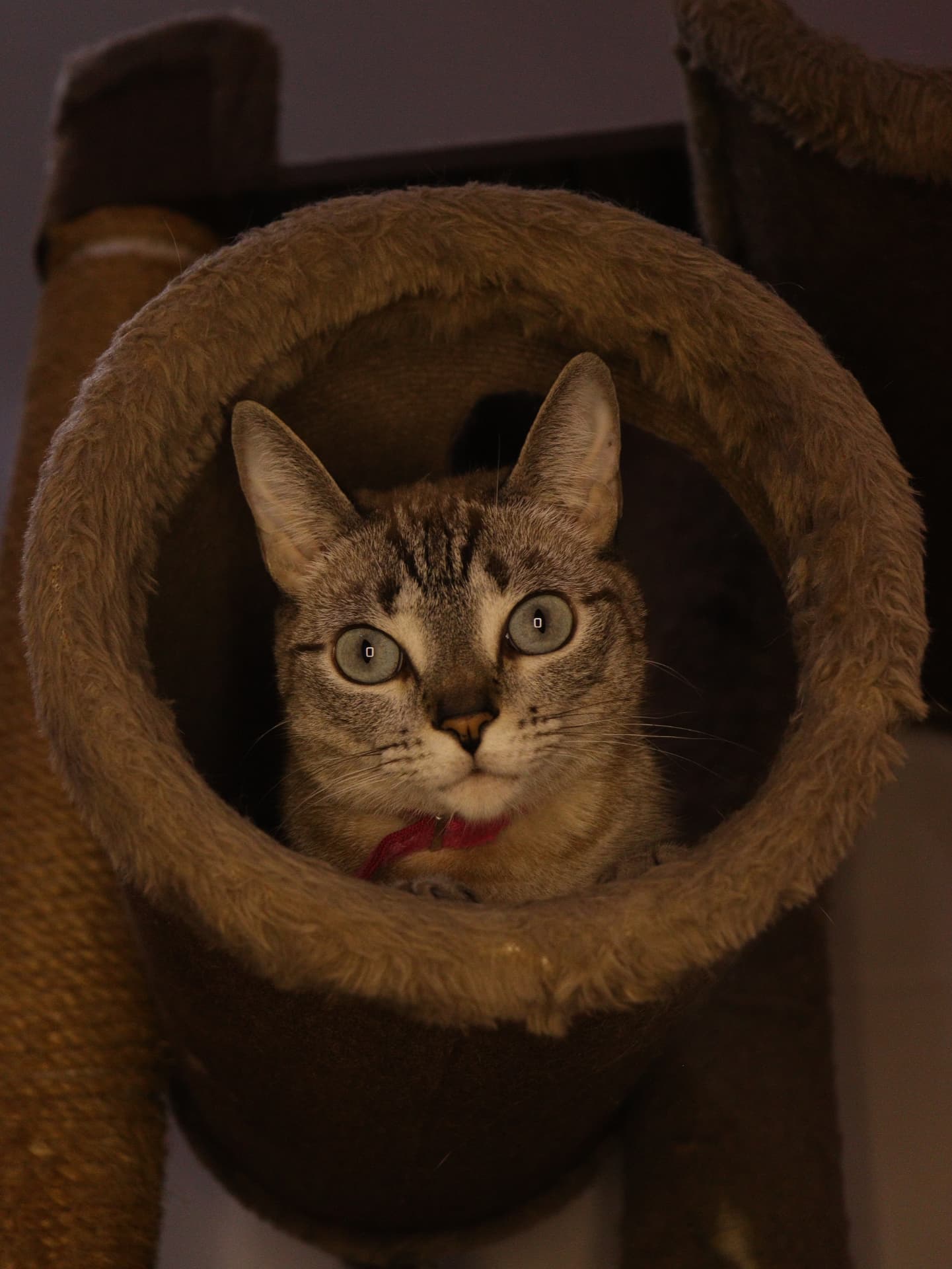 Gato rajado descansando dentro de casinha redonda