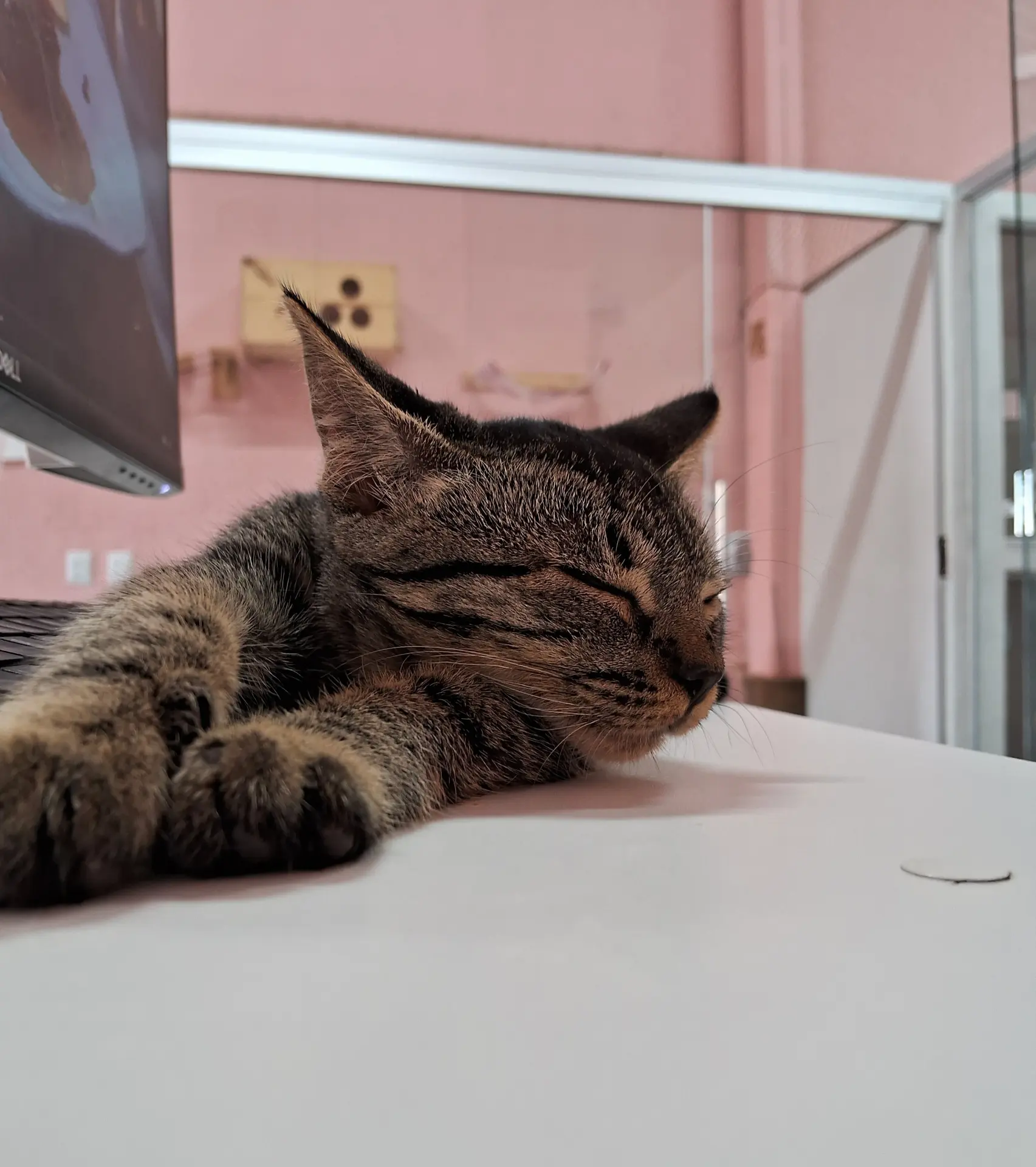 Gato tigrado dormindo tranquilamente
