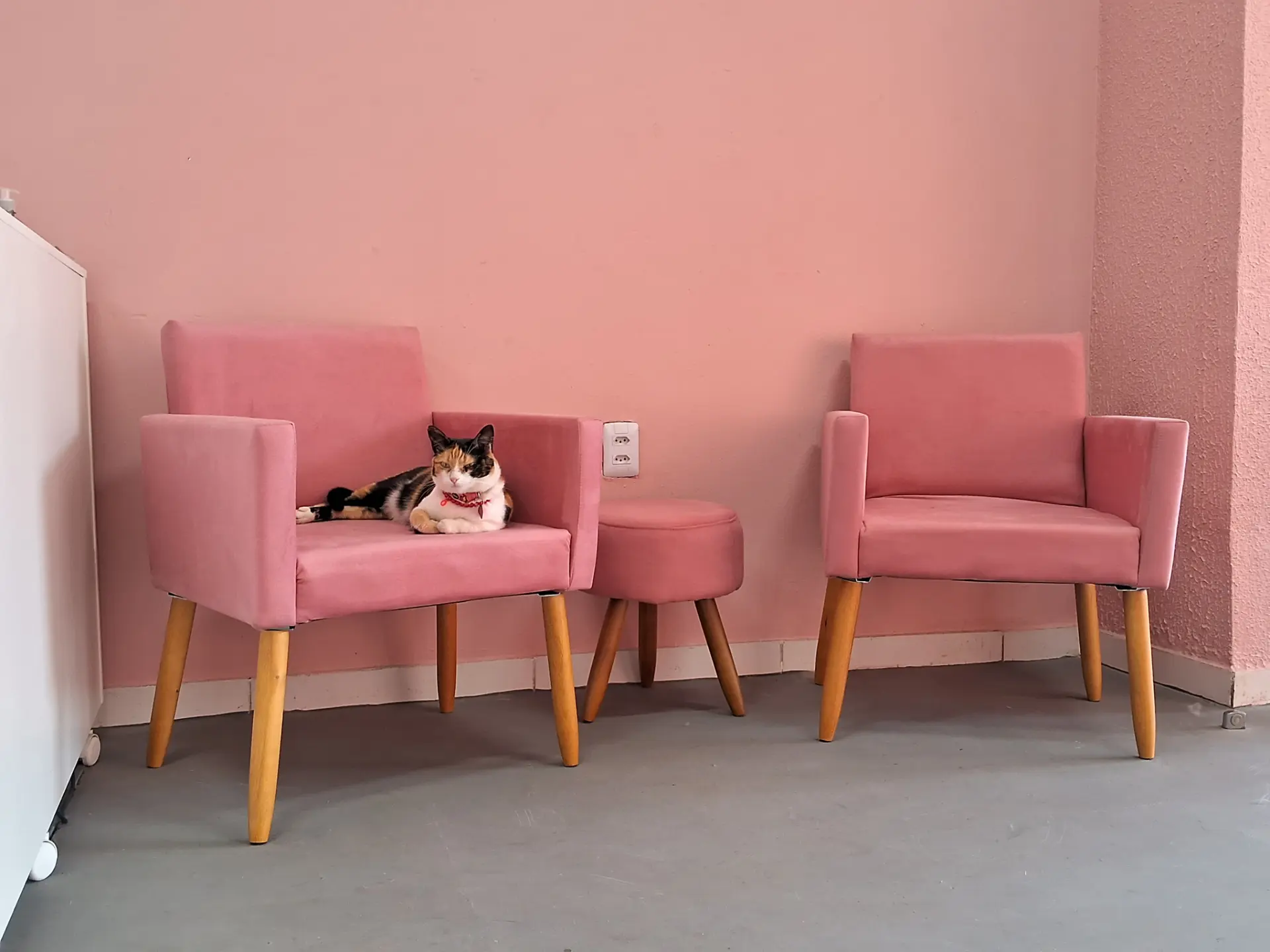 Recepção com poltronas rosas e gato descansando