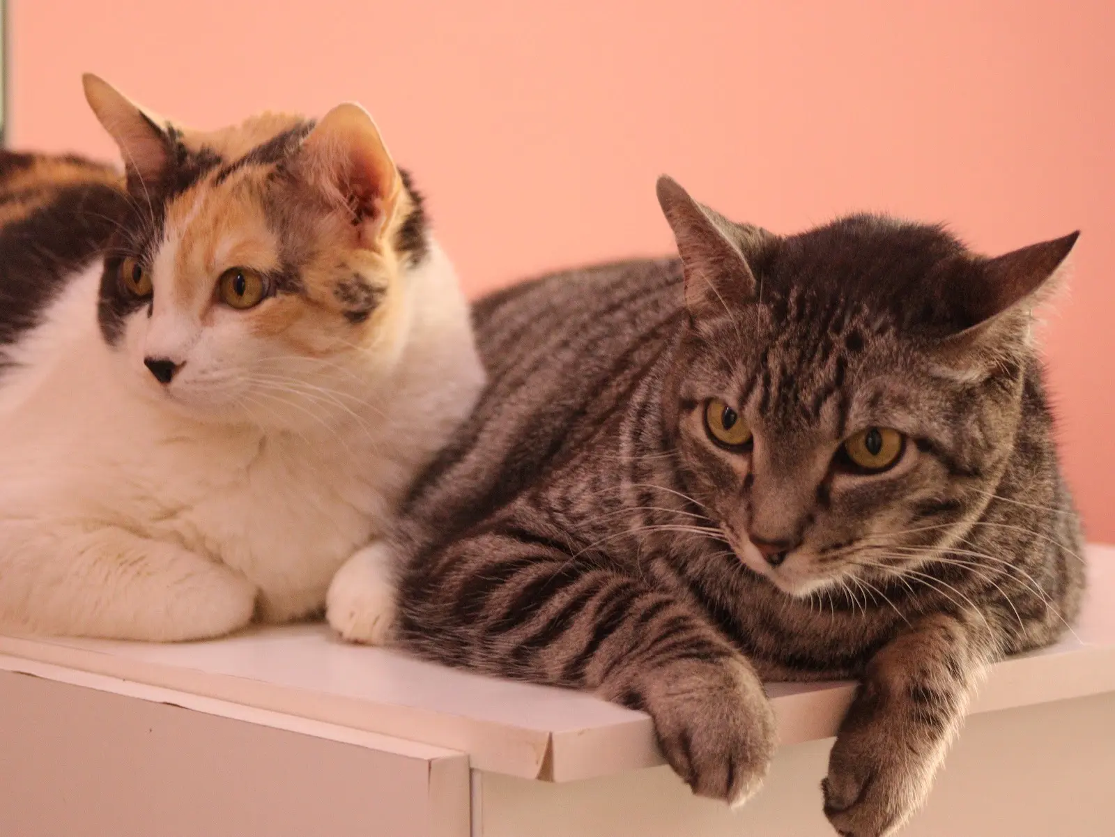 Dois gatos descansando em prateleira na Azevedo Hospedagem