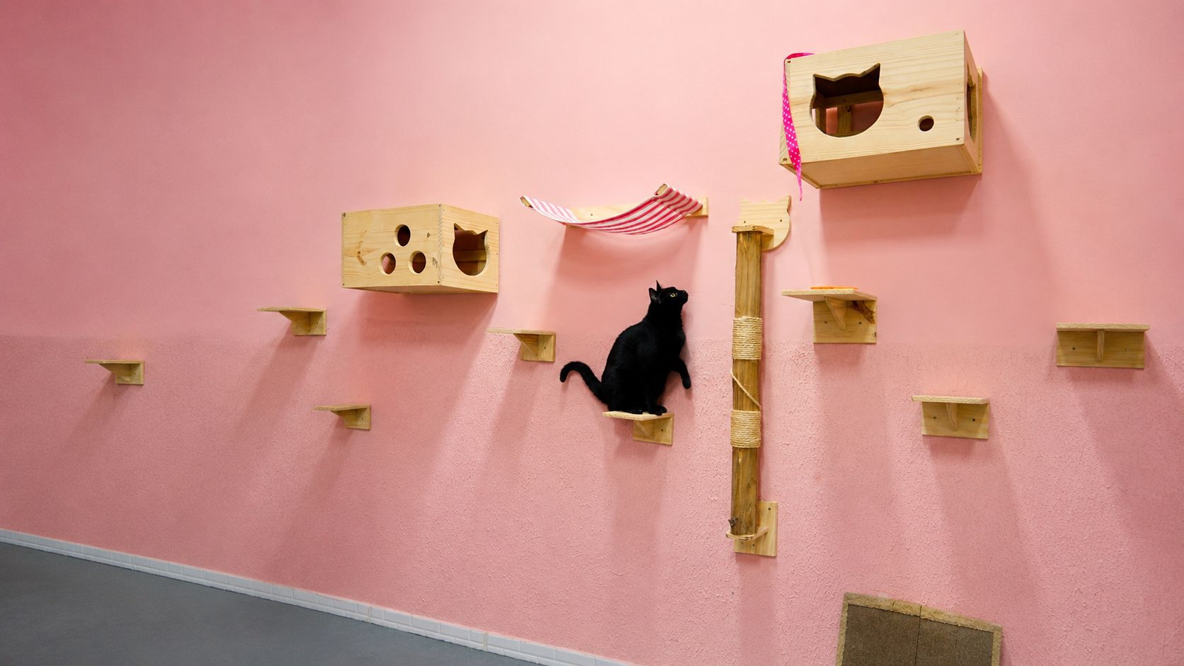 Gato preto explorando as prateleiras e casinhas de madeira na parede rosa da Azevedo
